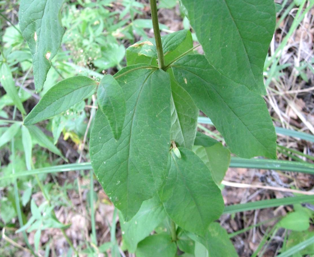 Изображение особи Lysimachia vulgaris.