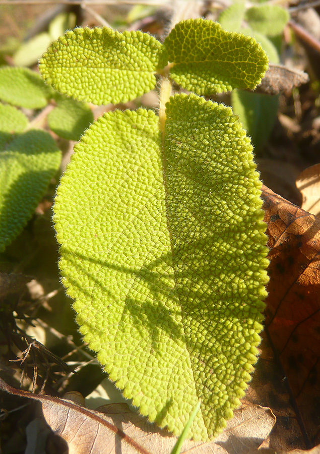 Image of Salvia ringens specimen.