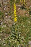 Verbascum phlomoides