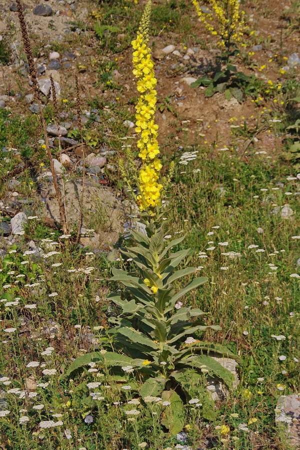 Image of Verbascum phlomoides specimen.