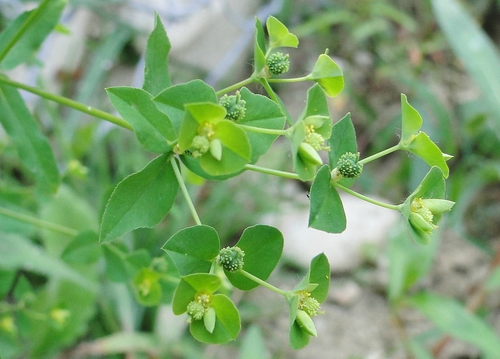 Image of Euphorbia stricta specimen.