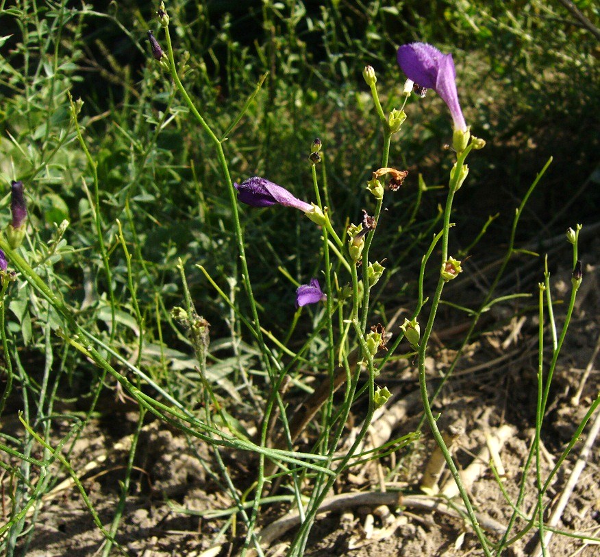 Image of Dodartia orientalis specimen.