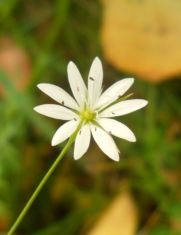 Image of Stellaria graminea specimen.