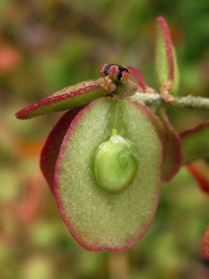 Image of Atriplex aucheri specimen.