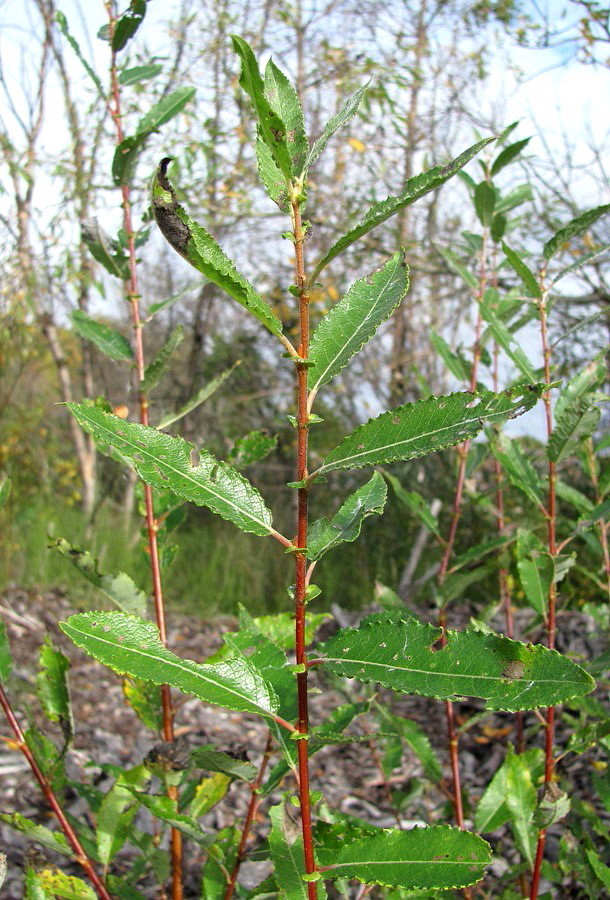 Изображение особи Salix &times; myrtoides.