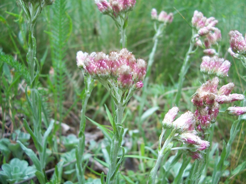 Изображение особи Antennaria dioica.