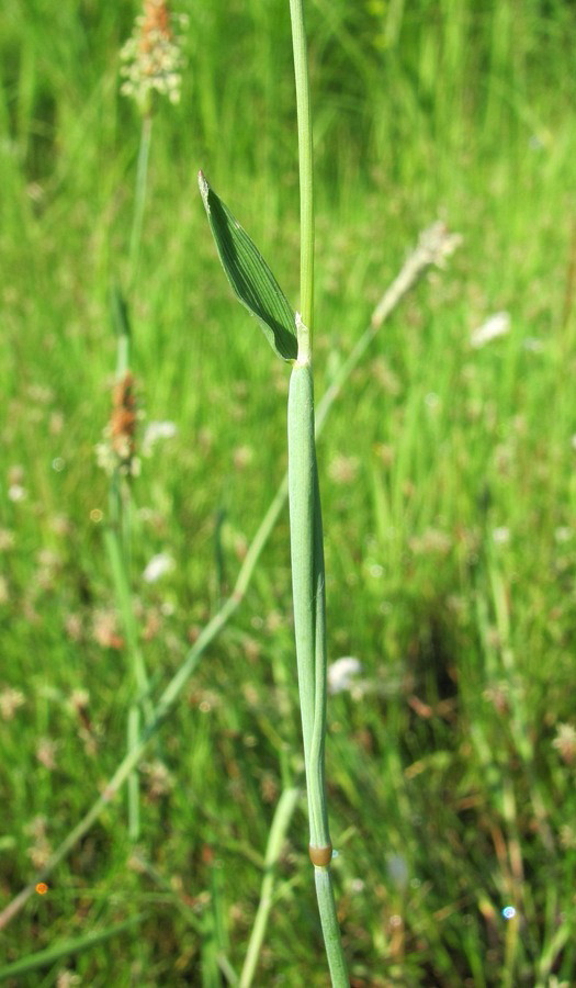 Image of Alopecurus geniculatus specimen.