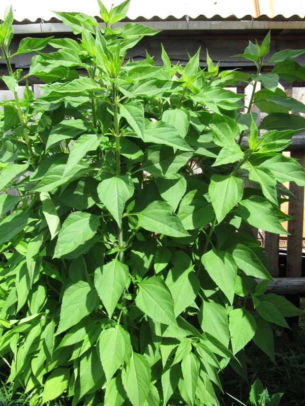 Image of Helianthus tuberosus specimen.