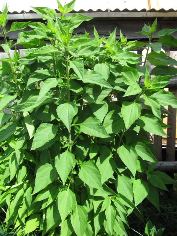 Изображение особи Helianthus tuberosus.