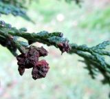 Chamaecyparis lawsoniana