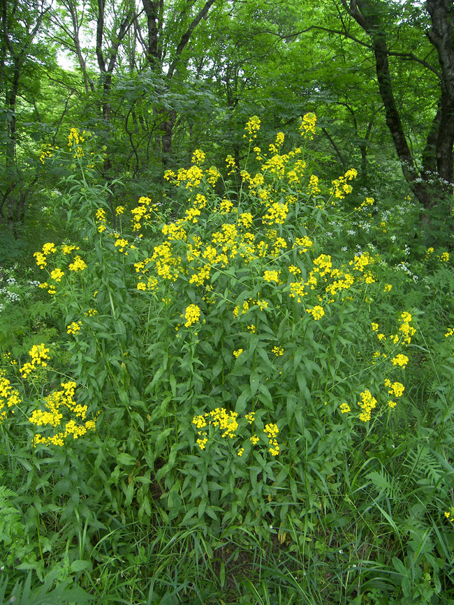 Image of Erysimum aureum specimen.