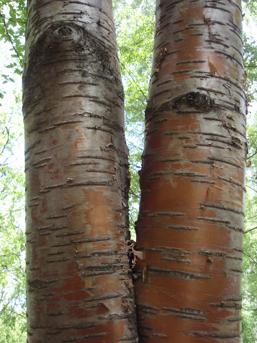 Image of Padus maackii specimen.