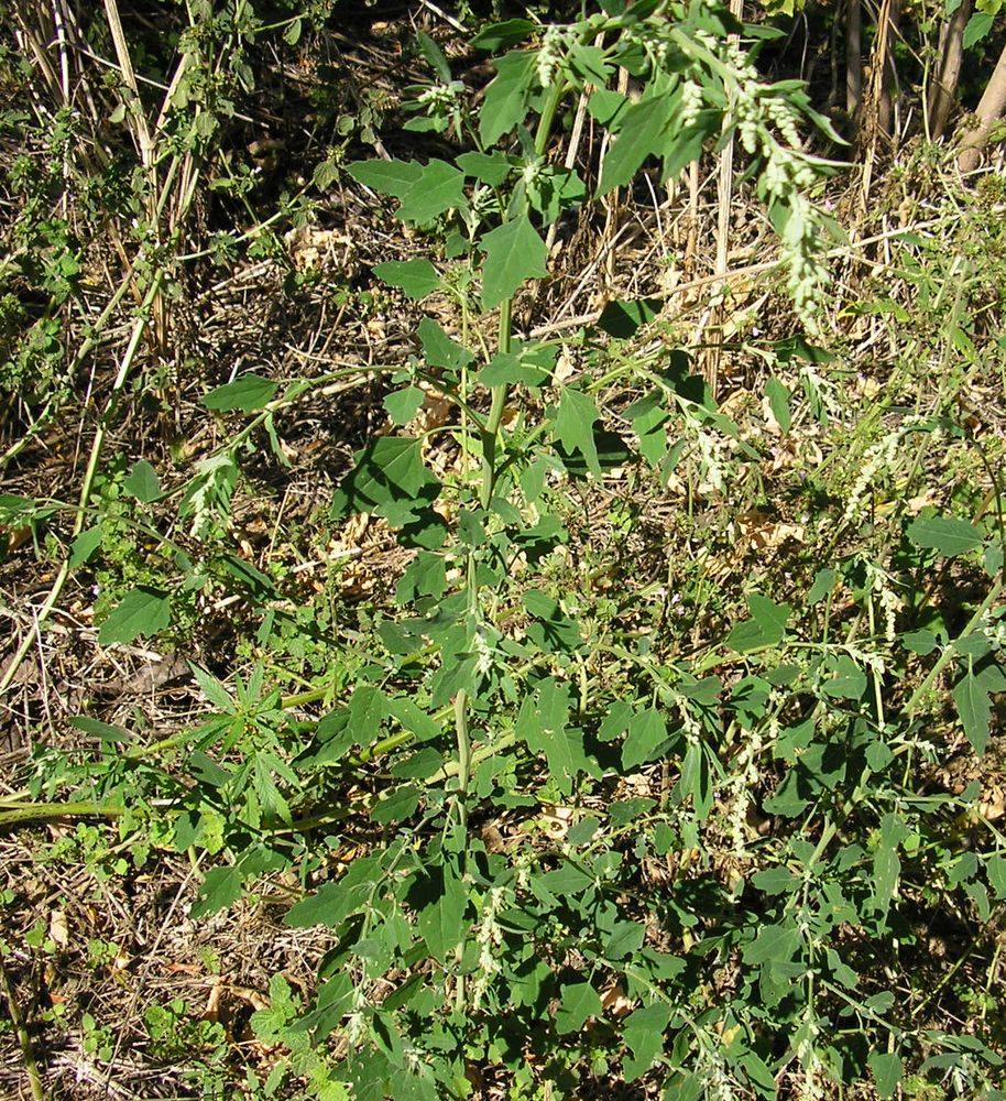 Изображение особи Chenopodium album.