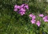 Linum hypericifolium. Цветущие растения. Кабардино-Балкария, Верхняя Балкария. 07.07.2009.