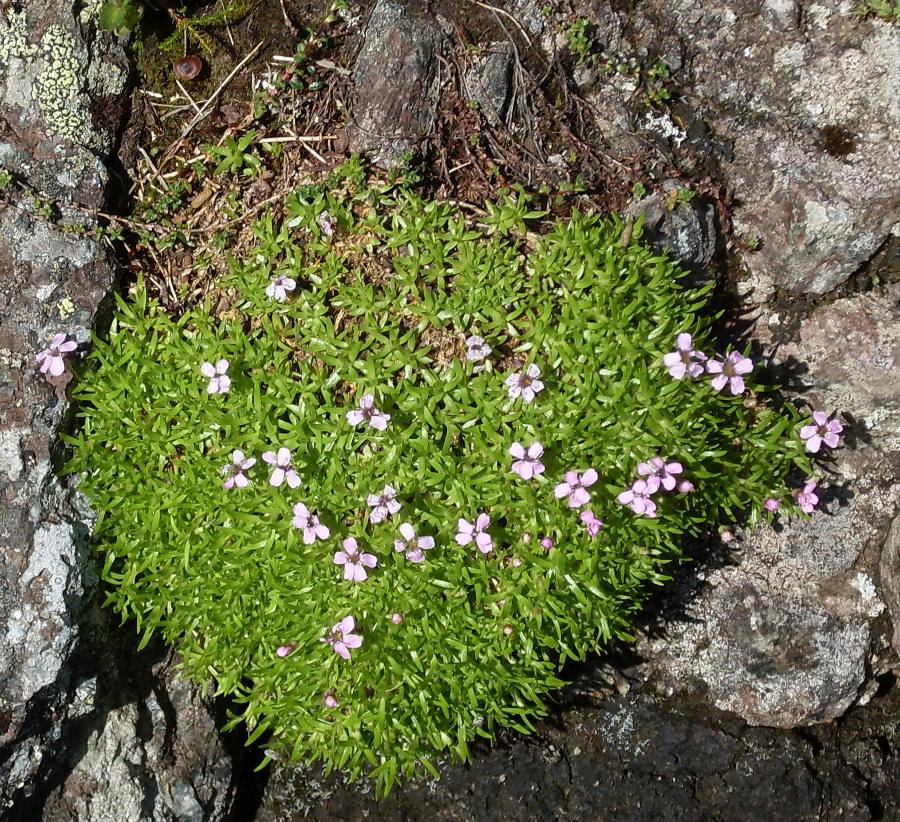 Изображение особи Silene acaulis.