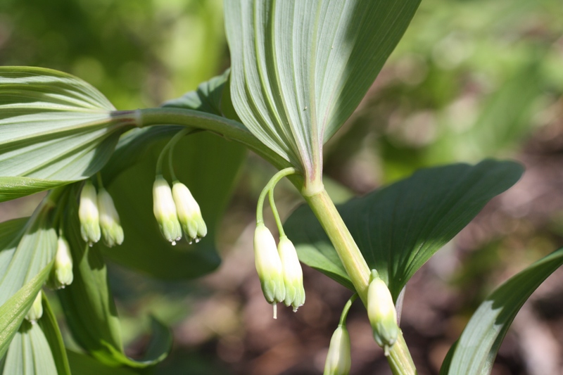 Image of Polygonatum glaberrimum specimen.