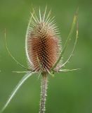 Image of taxon representative. Author is Виталий Гуменюк