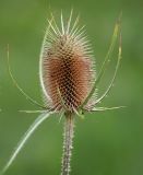 Dipsacus fullonum