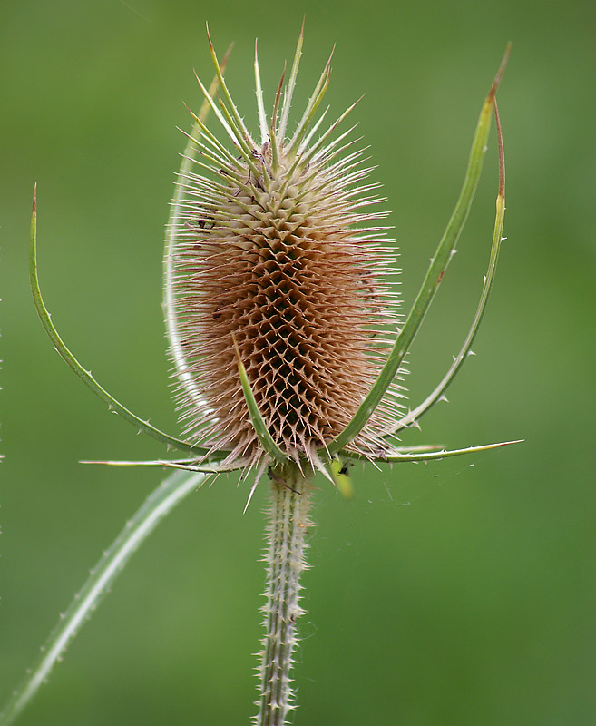 Изображение особи Dipsacus fullonum.