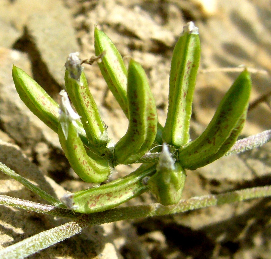 Image of Astragalus psiloglottis specimen.