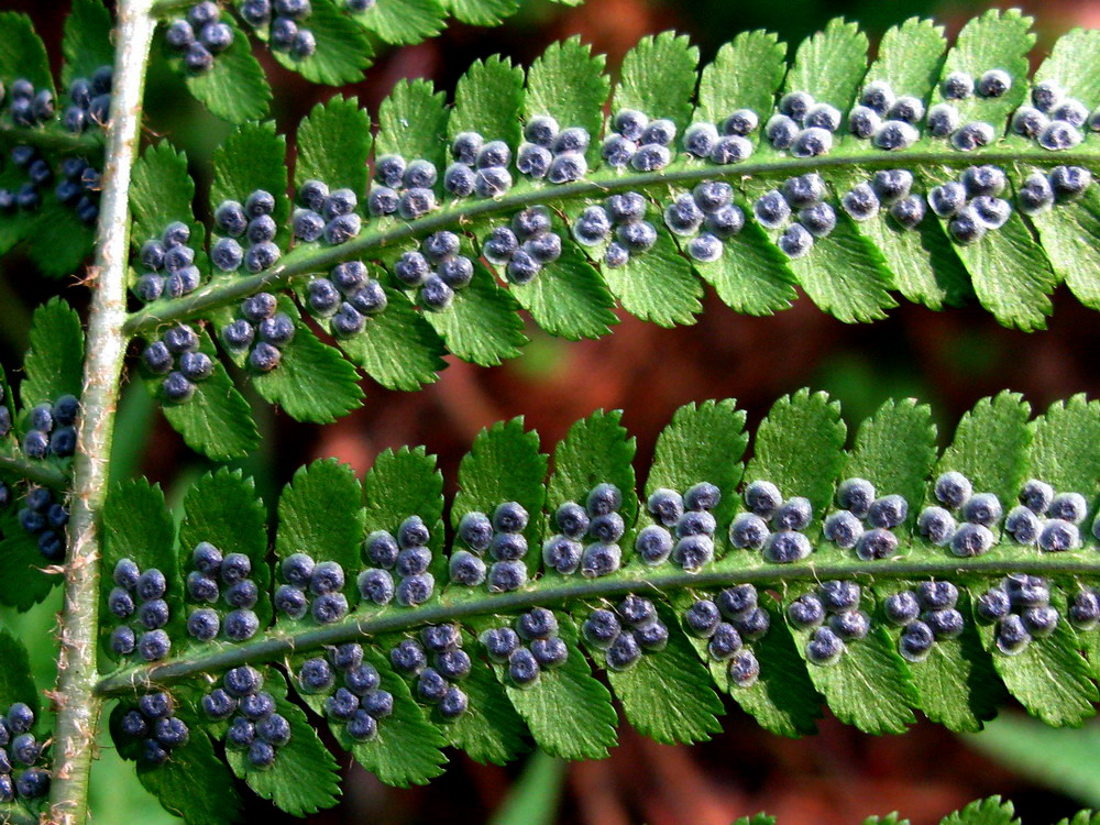 Image of Dryopteris filix-mas specimen.