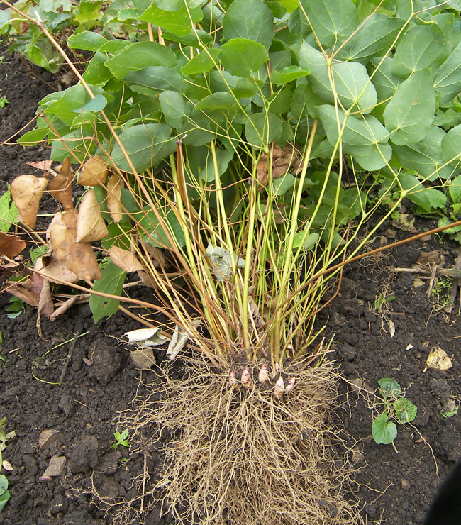 Image of Epimedium pubigerum specimen.