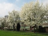 Magnolia kobus. Цветущие деревья в городском озеленении. Нидерланды, провинция Groningen, Haren. 11 апреля 2009 г.