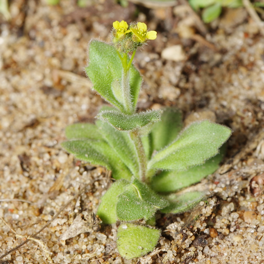 Image of Draba nemorosa specimen.