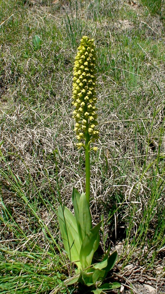 Image of Orchis punctulata specimen.