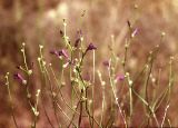 Dodartia orientalis. Верхушка цветущего растения. Туркменистан, Восточные Каракумы, Репетек, песчаные гряды к юго-востоку от железной дороги. Начало мая 1983 г.