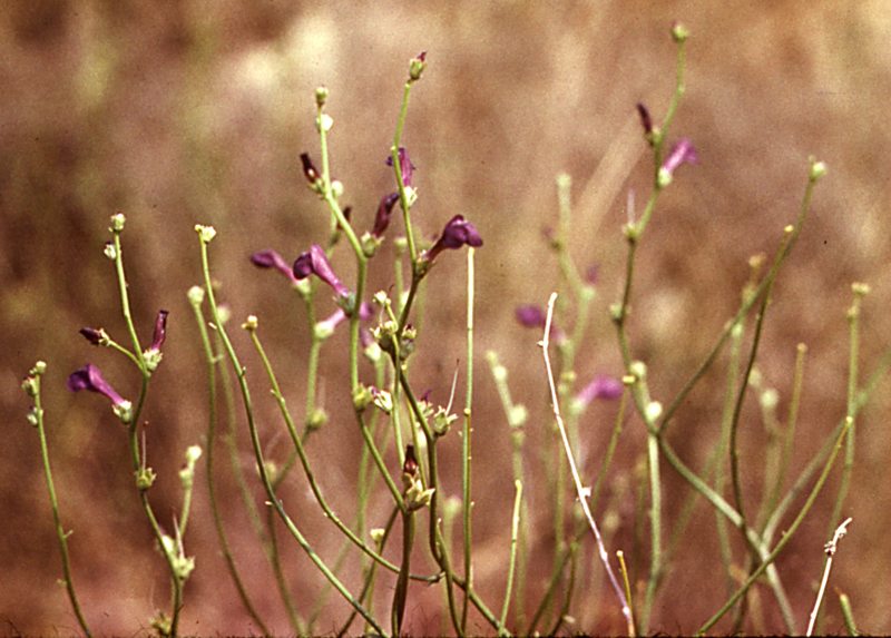 Изображение особи Dodartia orientalis.