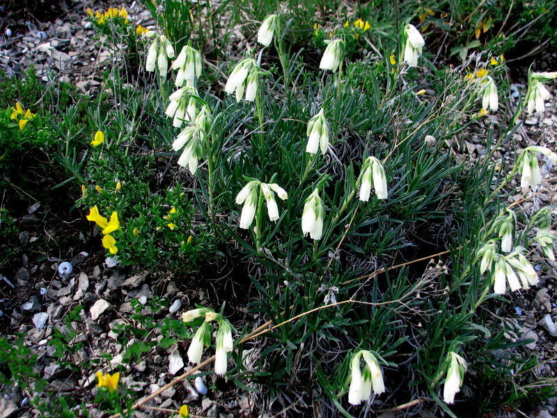 Изображение особи Onosma tanaitica.