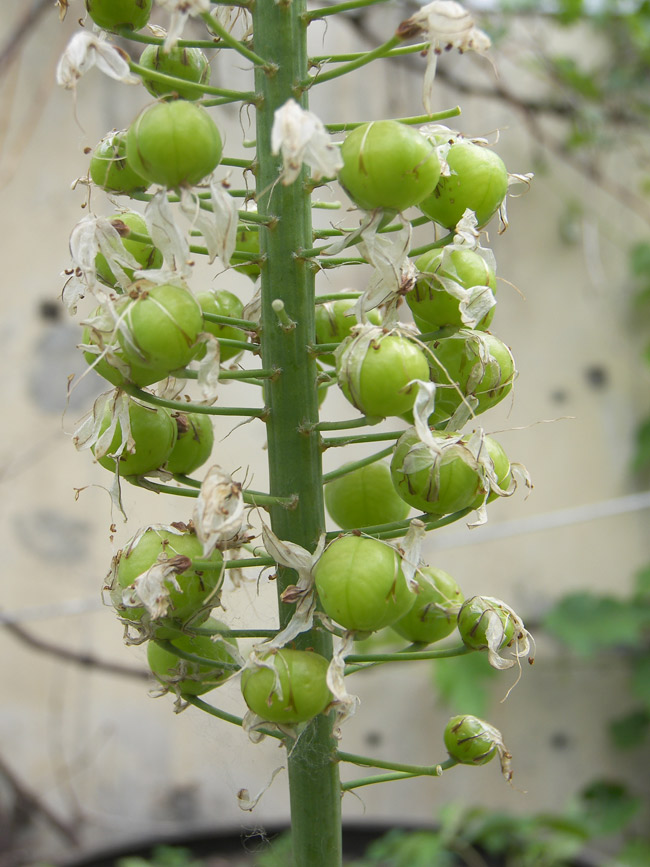 Image of Eremurus himalaicus specimen.