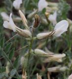 Astragalus sareptanus