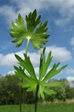 Ranunculus auricomus