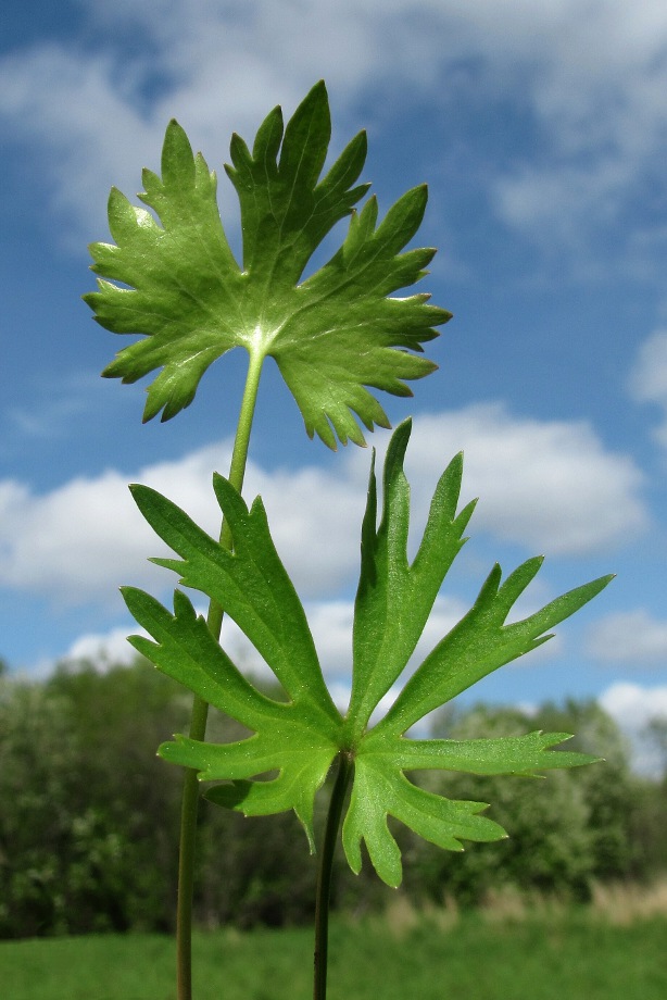 Изображение особи Ranunculus auricomus.