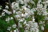 Deutzia gracilis