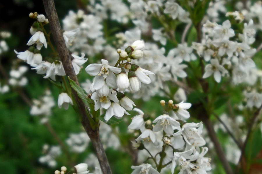 Изображение особи Deutzia gracilis.