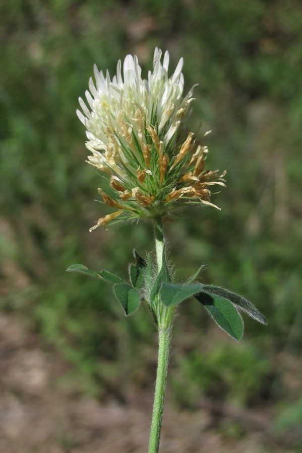 Image of Trifolium caucasicum specimen.