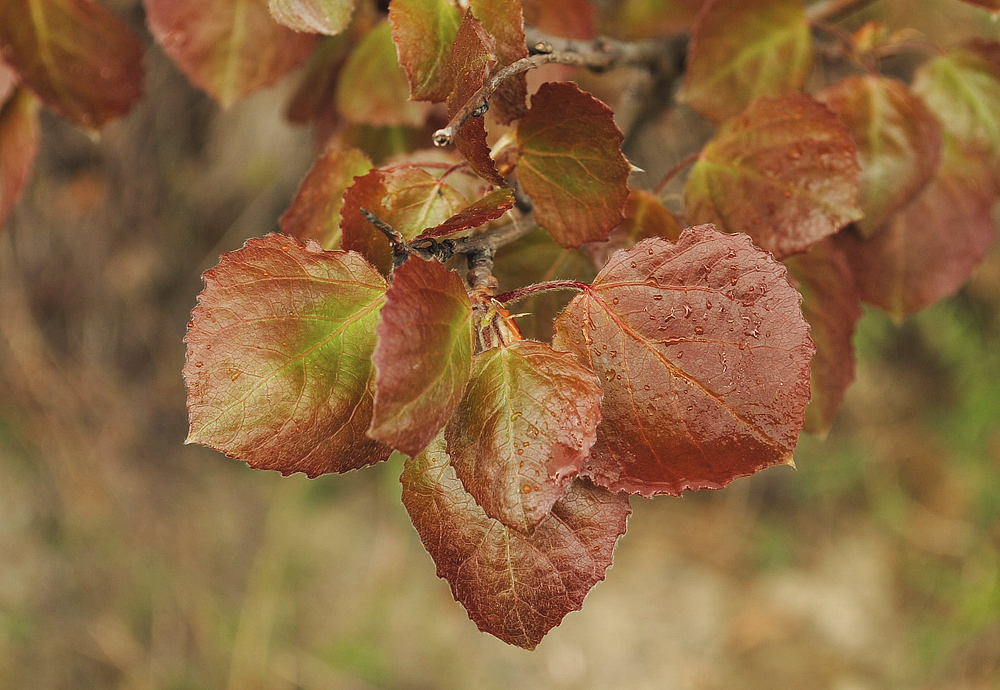 Image of Populus tremula specimen.