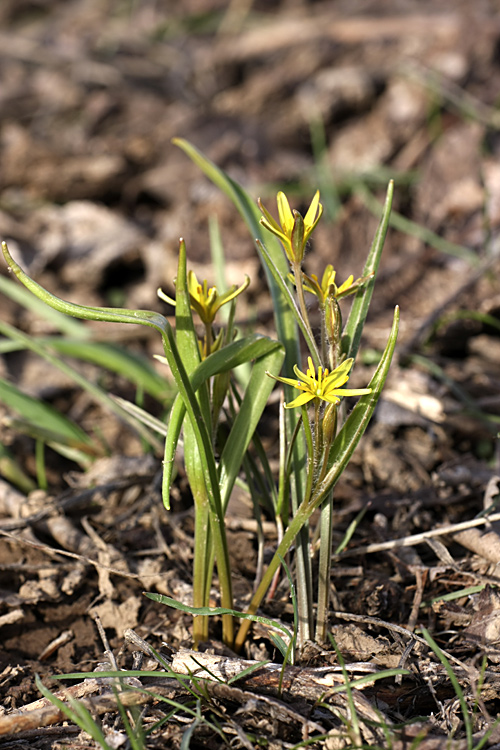 Image of genus Gagea specimen.