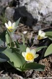 Tulipa berkariensis