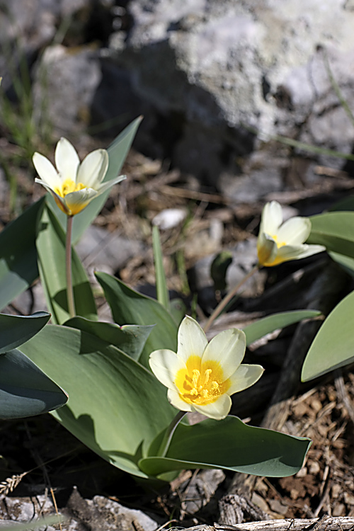 Image of Tulipa berkariensis specimen.