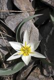 Tulipa turkestanica