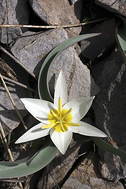 Изображение особи Tulipa turkestanica.