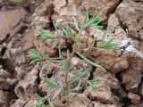 genus Suaeda