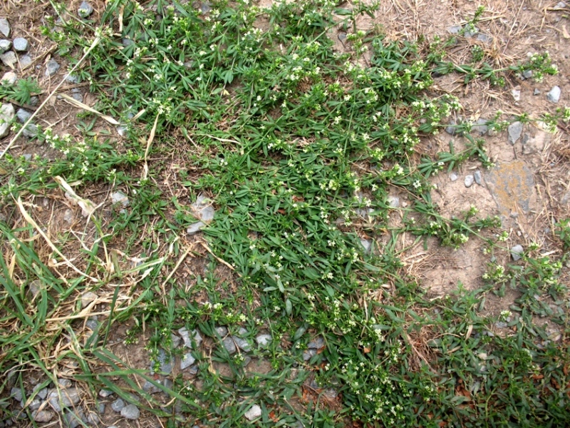 Image of Galium humifusum specimen.