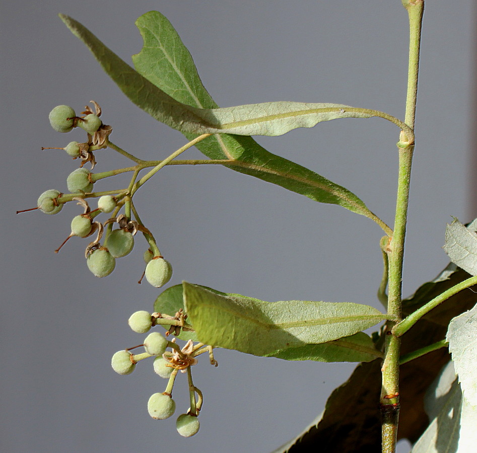 Изображение особи Tilia tomentosa.