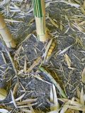Phyllostachys aureosulcata. Нижние части побегов и корни. Южный берег Крыма, пгт Партенит, ЛОК \"Айвазовское\". 26 августа 2012 г.