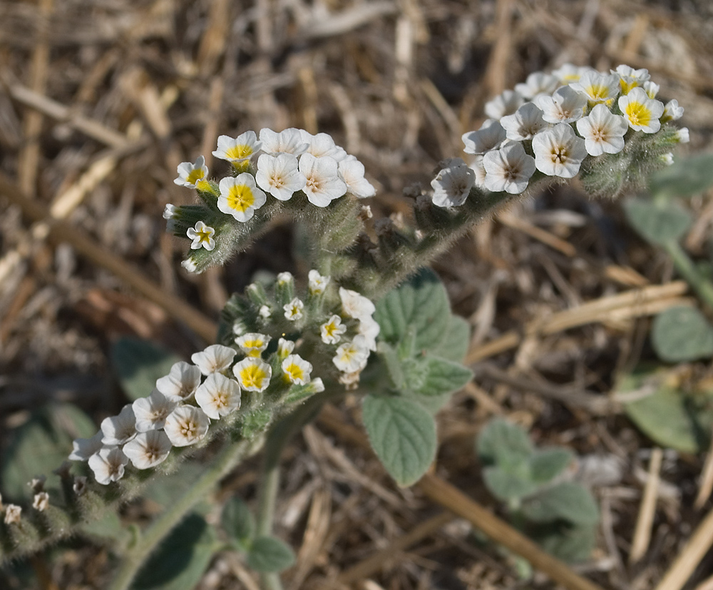 Image of Heliotropium hirsutissimum specimen.